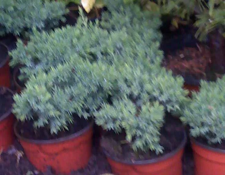 Jalovec Procumbens Nana