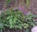 astilbe