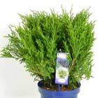 jalovec Mint Julep