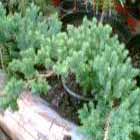 jalovec Procumbens Nana