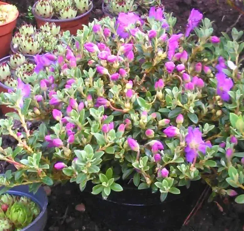 Rhododendron skalkový - Azurica