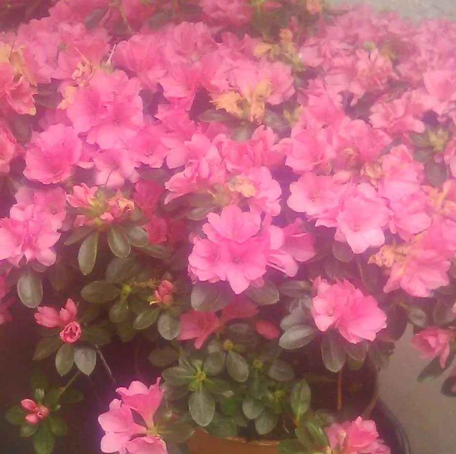 Rhododendron skalkový