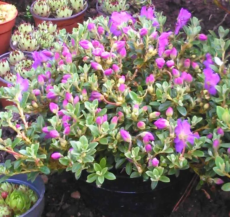 Rhododendron skalkový