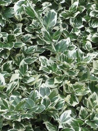 Euonymus fortunei Emerald Galiety