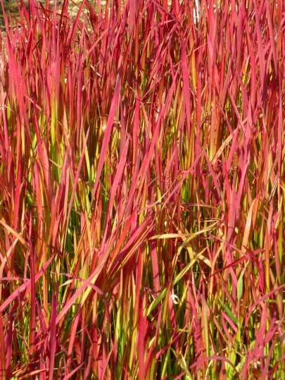 Imperata Red Baron