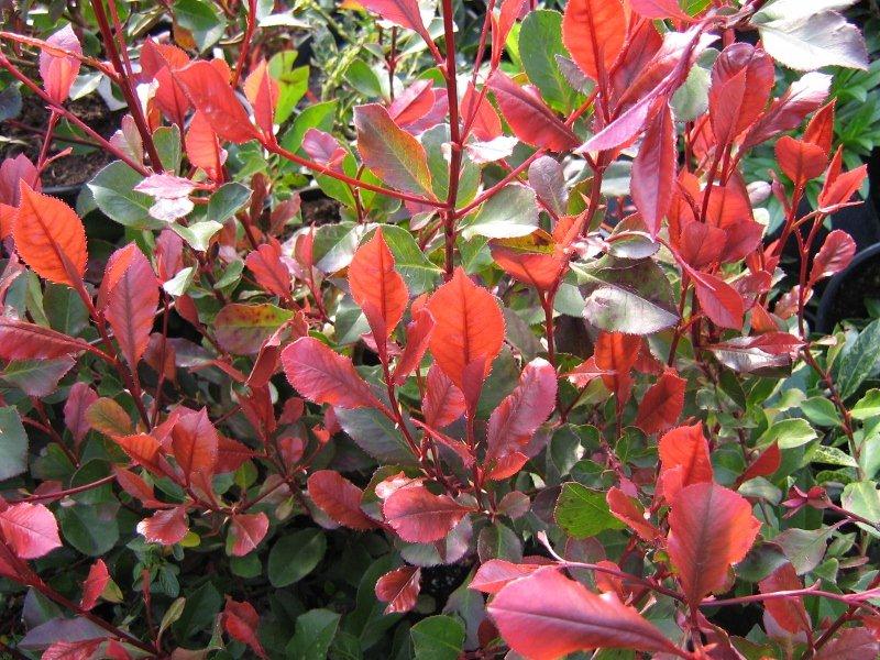 Photinia Little Red robin