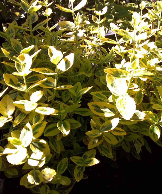 Euonymus fortunei Emerald Gold