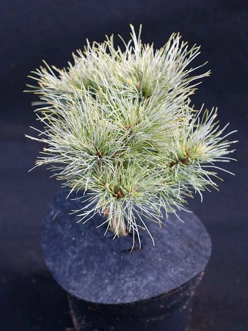 Borovice Strobus Sea Urchin
