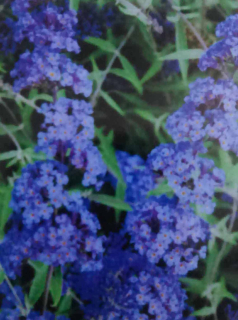 Komule Nanho Blue