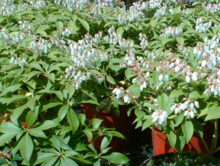 Pieris Debutante