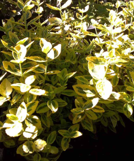 Euonymus fortunei Emerald Gold