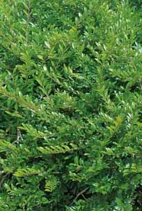Lonicera Pileata Mose Green