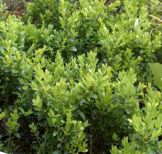 Buxus zelený