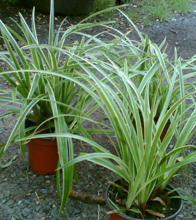 Carex Morrowii Ice Dance