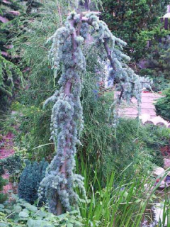 Cedr převislý Glauca Pendula