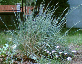 Festuca Glauca