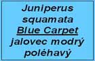 jalovec Blue Carpet