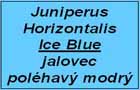 jalovec Ice Blue