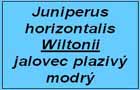 jalovec Wiltonii