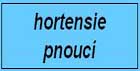 hortensie pnoucí
