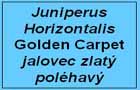 jalovec Golden Carpet