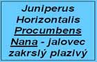 jalovec Procumbens Nana - zakrslý